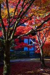 東福寺の紅葉