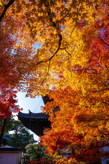 東福寺の紅葉