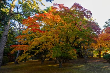 Fototapeta premium 紅葉のある風景