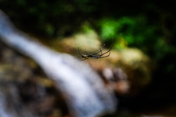Spider in the Forests of  Northern Thailand