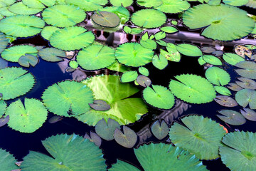 beautiful yellow lotus flower with green leaves in the garden.