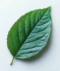 Obraz premium Single Green Leaf on White Background