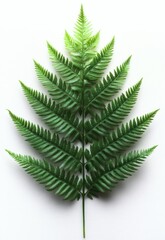 Naklejka premium Fern Leaf on White Background