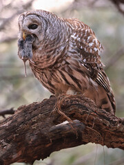 Barred Owl standing on a tree branch in the forest holding and eating his prey, Quebec, Canada
