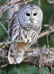 Barred Owl standing on a tree branch with green background, Quebec, Canada