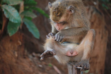 The rhesus monkey, also known as the Rhesus Macaque, is one of the most well-known Old World monkey species