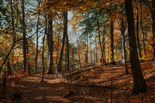 Autumn forest with fallen leaves and scattered logs in warm sunlight - Powered by Adobe