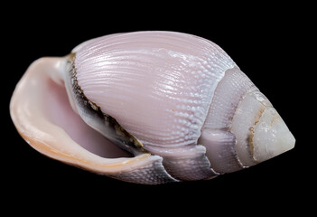 Pink Conch Shell Olivancillaria orbignyi