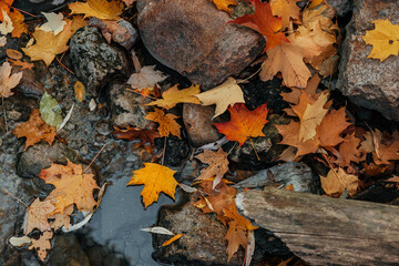 Colorful autumn leaves scattered over a rocky creek