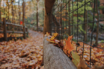 Autumn leaves resting on a rustic wooden fence along a forest trail