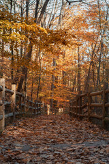 Autumn woodland path lined with rustic wooden fences