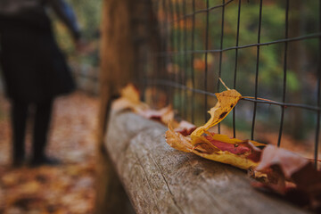 Autumn leaves resting on a rustic wooden fence along a forest trail