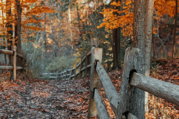 Autumn woodland path lined with rustic wooden fences