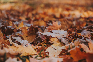 Fallen autumn leaves covering the ground 