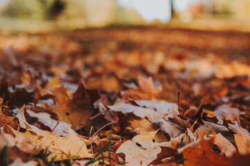 Fallen autumn leaves covering the ground in a park setting