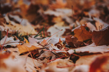 Fallen autumn leaves covering the ground 