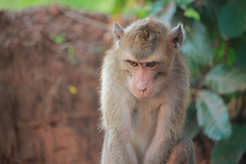 The rhesus monkey, also known as the Rhesus Macaque, is one of the most well-known Old World monkey species
