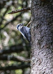 Fototapeta premium Three-toed Woodpecker in a natural habitat