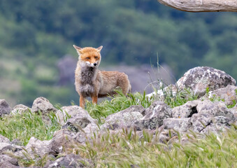 Red fox (Vulpes vulpes) in a natural habitat