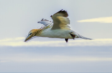 Northern Gannet on breeding rocks of Bempton cliffs, UK