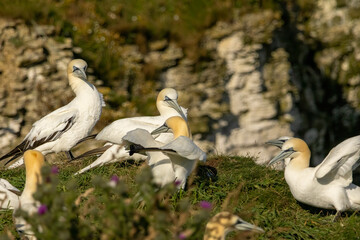 Northern Gannet on breeding rocks of Bempton cliffs, UK