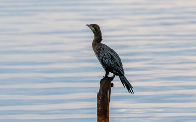 Pygmy Cormorant sitting on stick