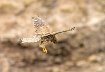 Common Kestrel falcon flying and hunting