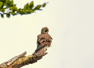 Common Kestrel falcon flying and hunting