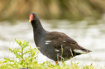 Moorhen (Common Moorhen) in natural habitat