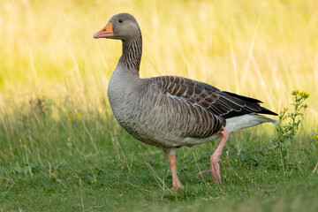 Graylag geese (Anser anser) in a natural habitat