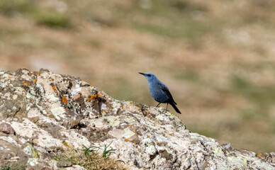 Blue Rock Thrush sitting on stone