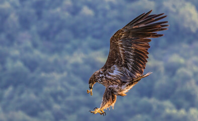 White-tailed Sea eagle sitting on feeding station