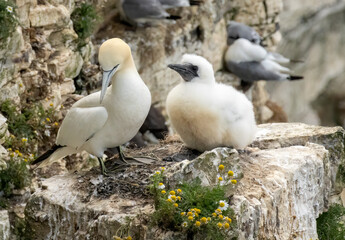 Northern Gannet on breeding rocks of Bempton cliffs, UK
