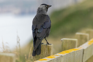Jackdaw (Corvus monedula) in a natural habitat