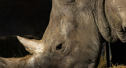 Obraz premium Detailed close-up of rhino head, textured skin and horn