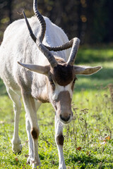 South Africa Oryx, Oryx gazella gazella
