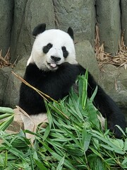 Obraz premium giant panda eating bamboo
