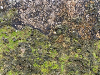 the walls are covered with moss