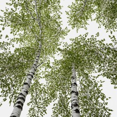 Fototapeta premium A slender birch tree with white bark and delicate green leaves, isolated on a white background.