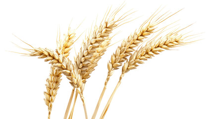Fototapeta premium A close-up of golden wheat stalks, symbolizing agriculture and harvest.