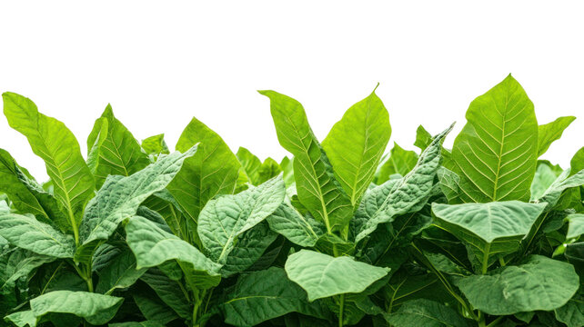 A close-up view of vibrant green tobacco plants, showcasing their large leaves and healthy growth.