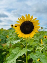 sunflower field in the summer