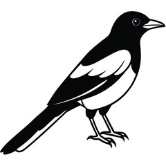 Magpie Isometric Bird Vector Illustration Artwork