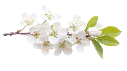 A delicate branch of white flowers with green leaves, symbolizing beauty and the arrival of spring.