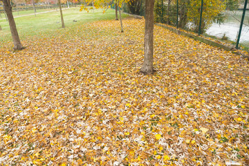 An Inviting Autumn Park Scene Showcasing Colorful Leaves and Majestic Trees All Around