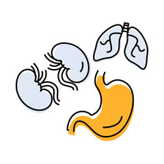 Organs – Digestive and Respiratory Systems Representing Body Functionality