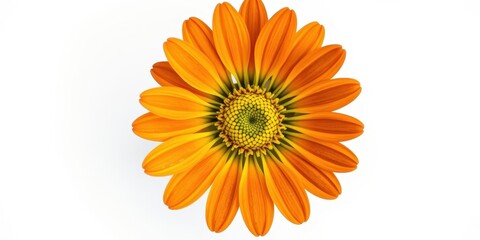 Close-up View of a Single Orange Daisy with Delicate Petals and a Yellow Center, Isolated on a White Background