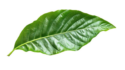 Obraz premium A vibrant green leaf with a smooth texture and prominent veins, showcasing the beauty of nature.