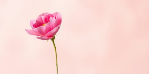 Fototapeta premium A single pink flower with delicate petals and a soft yellow center, standing tall against a pastel pink backdrop.