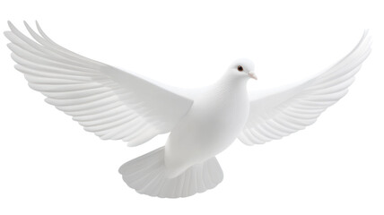 A white dove in mid-flight, symbolizing peace and freedom.